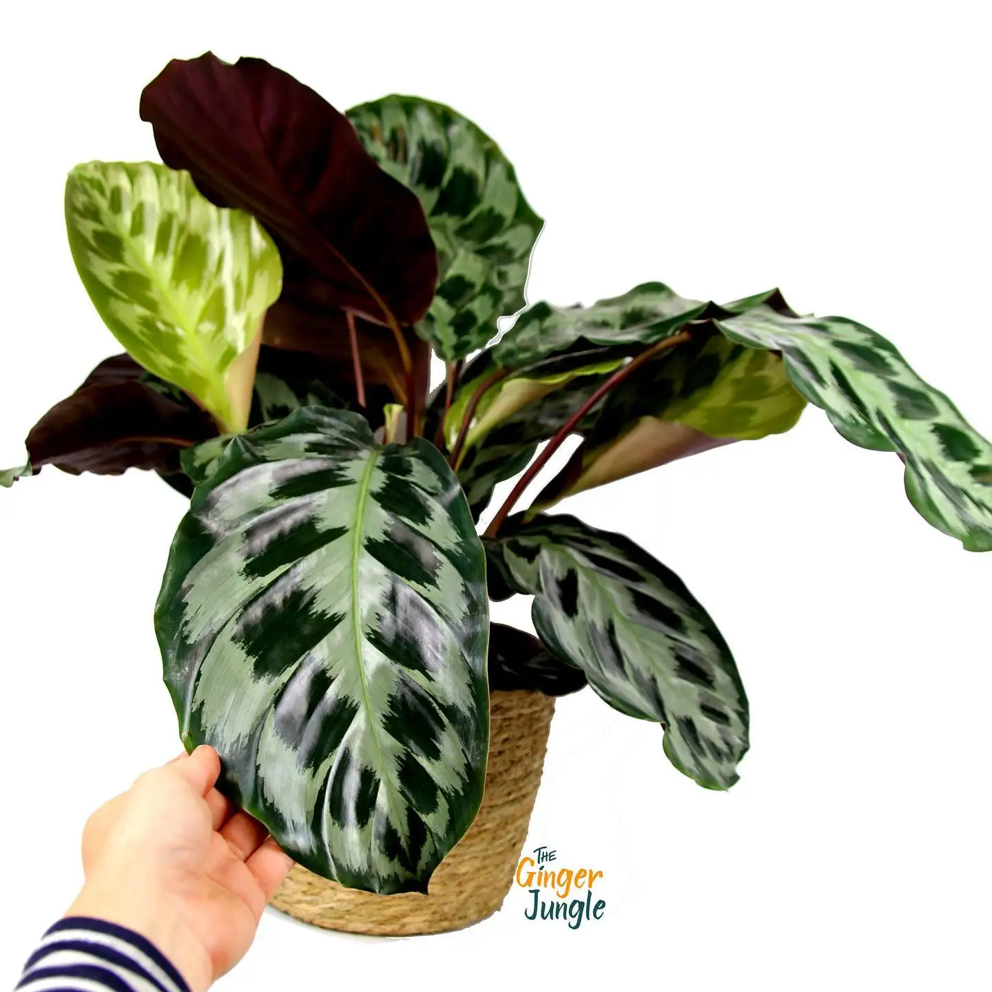 
 Лидер продаж, редкие натуральные растения с орнаментом, калатея Хелен Кеннеди для любителей калатеи  