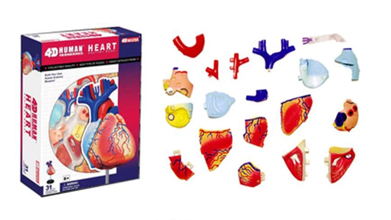 31 Parts 4D MASTER Assembled Human Heart Anatomy Model as Children Toy