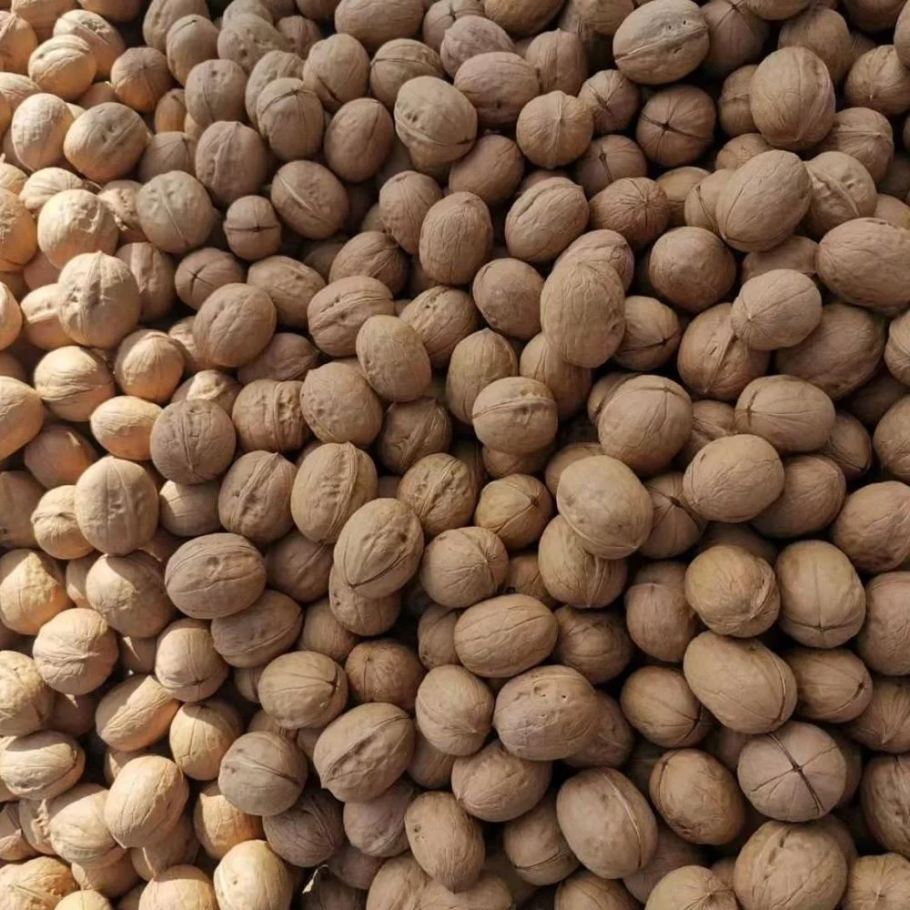 
Chinese xinjiang paper skin walnut inshell new stock high quality 