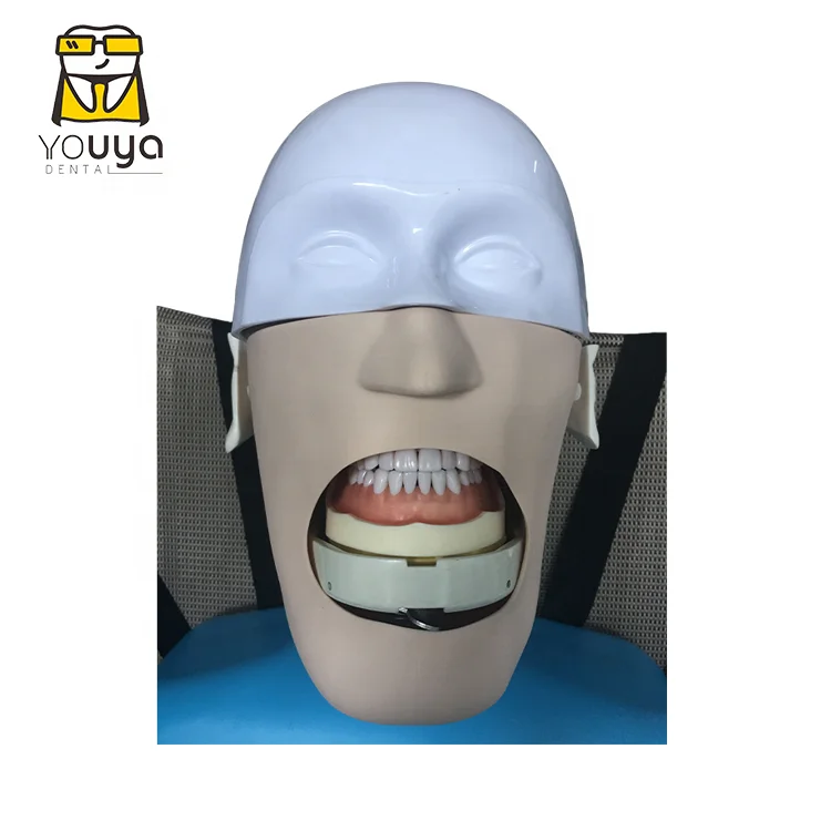 Simulation Tooth Brushing Extraction Human 3 Dimensional Diseased Model