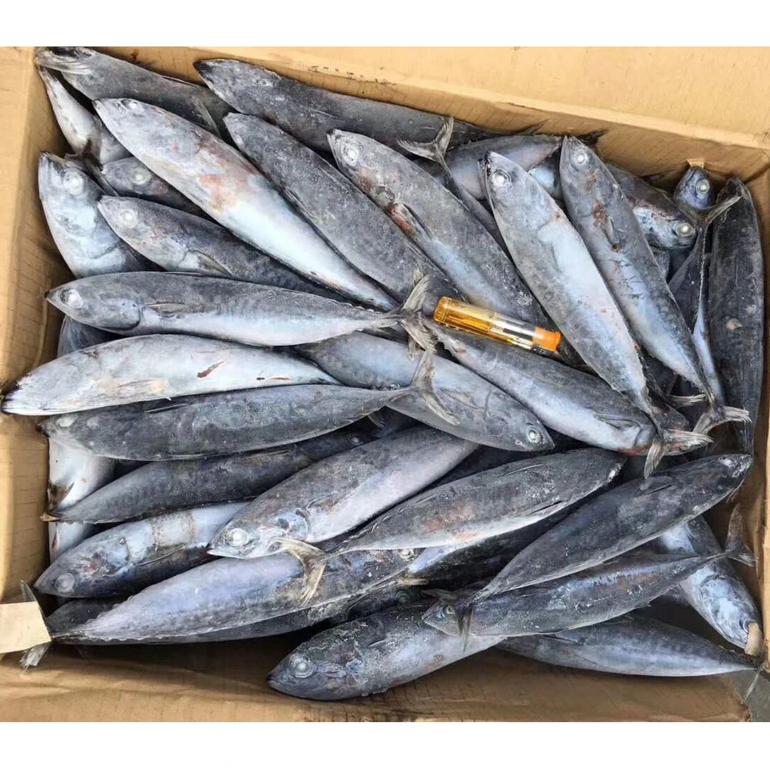 Замороженный Бонито скумбрия тунец шкидок