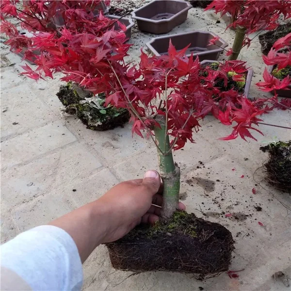 
Декоративное растение бонсай, японский красный клен Acer palmatum Atropurpureum 