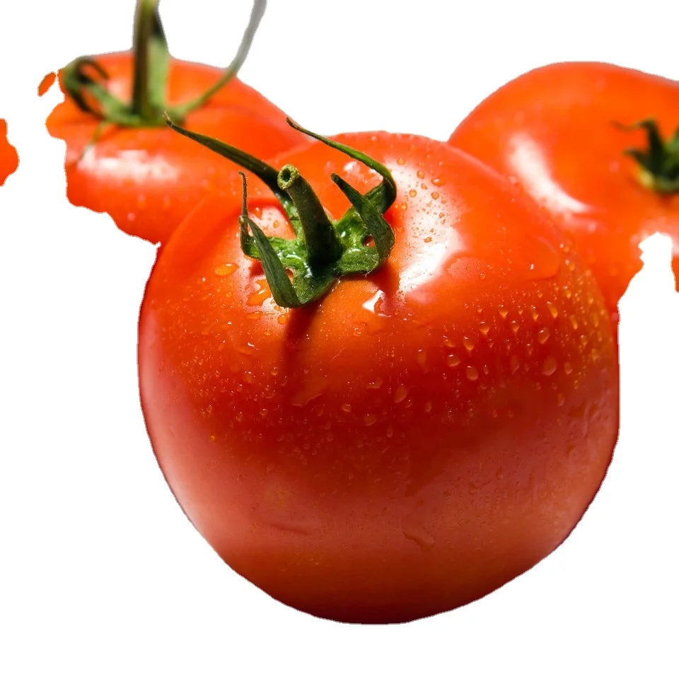  Fresh Tomato Export from