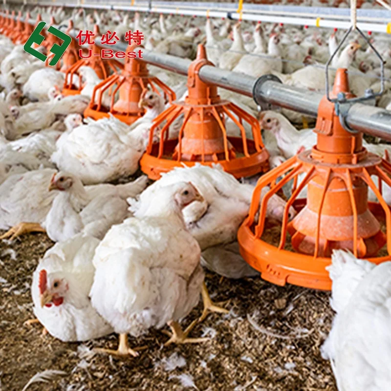 Good Quality Advanced Design Complete Poultry Farm Automatic Broiler Chicken  Poultry Farming Equipment