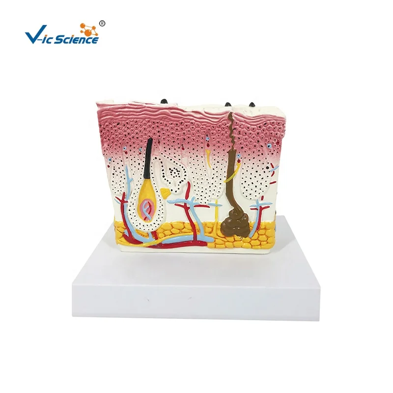 medical science anatomy model human anatomic model human Model