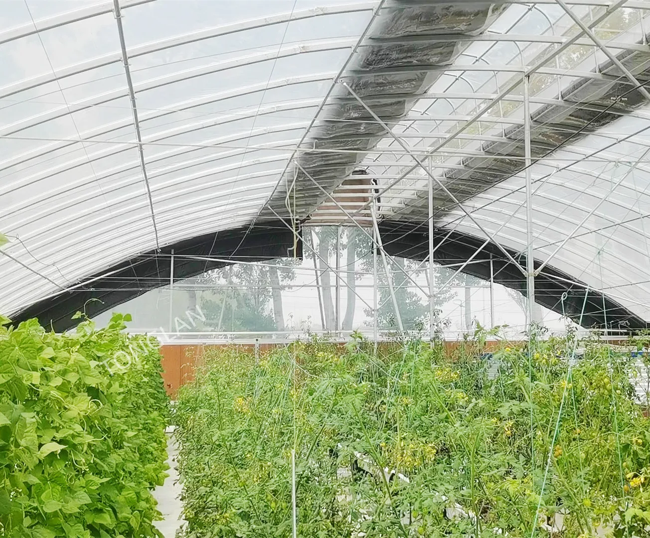 Chinese Manufacturer Irrigation and Hydroponic Equipment Agricultural Oval Tube New Multi-span Greenhouse Used Sale