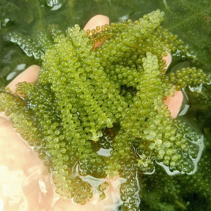 DEHYDRATED SEA GRAPES WITH BEST PRICE FROM VIETNAM / Amber