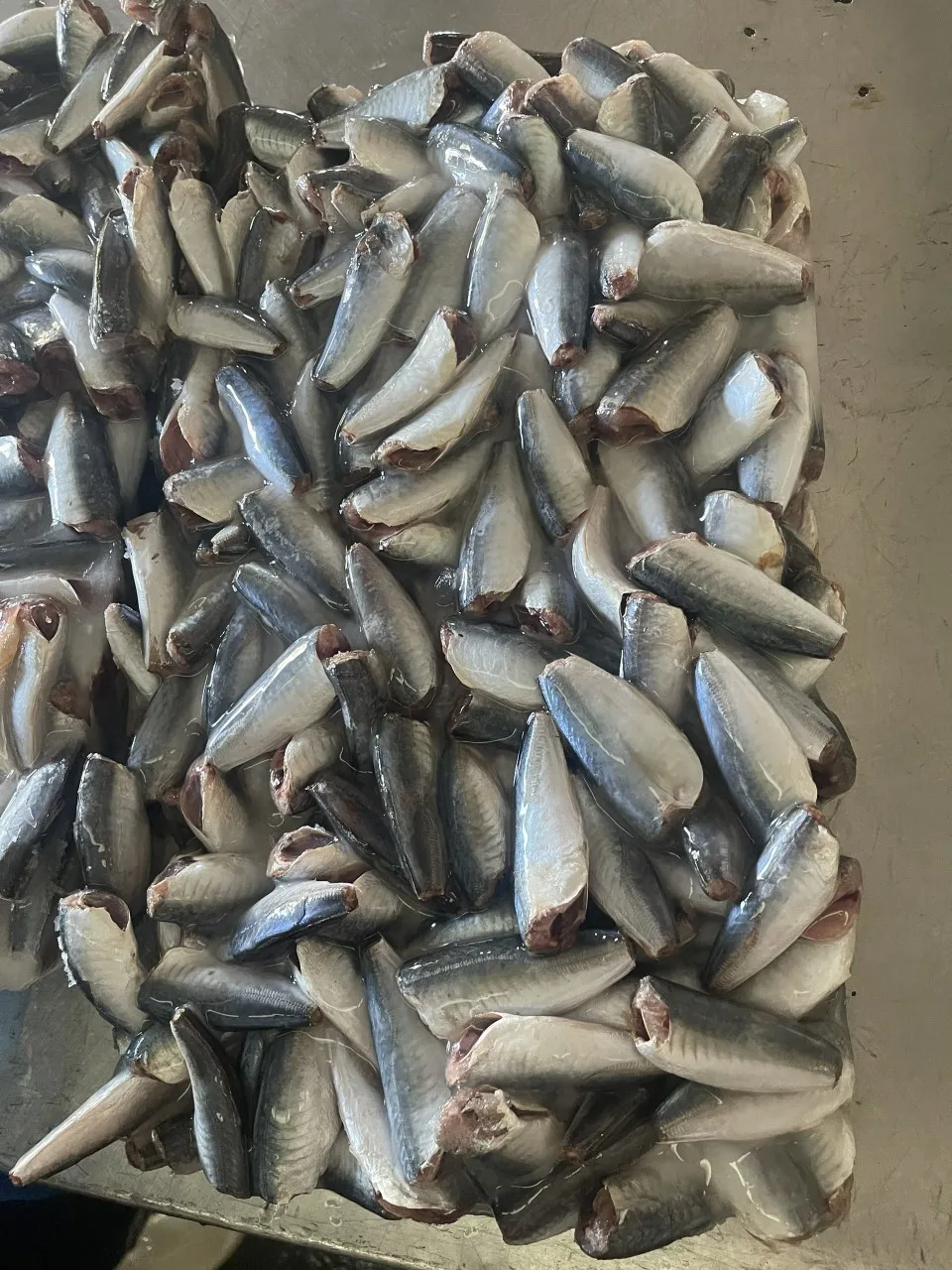 Good quality Round Scad HGT for Canned Supply Big Quantity High Quality-  Whatsap 0084 989 322 607