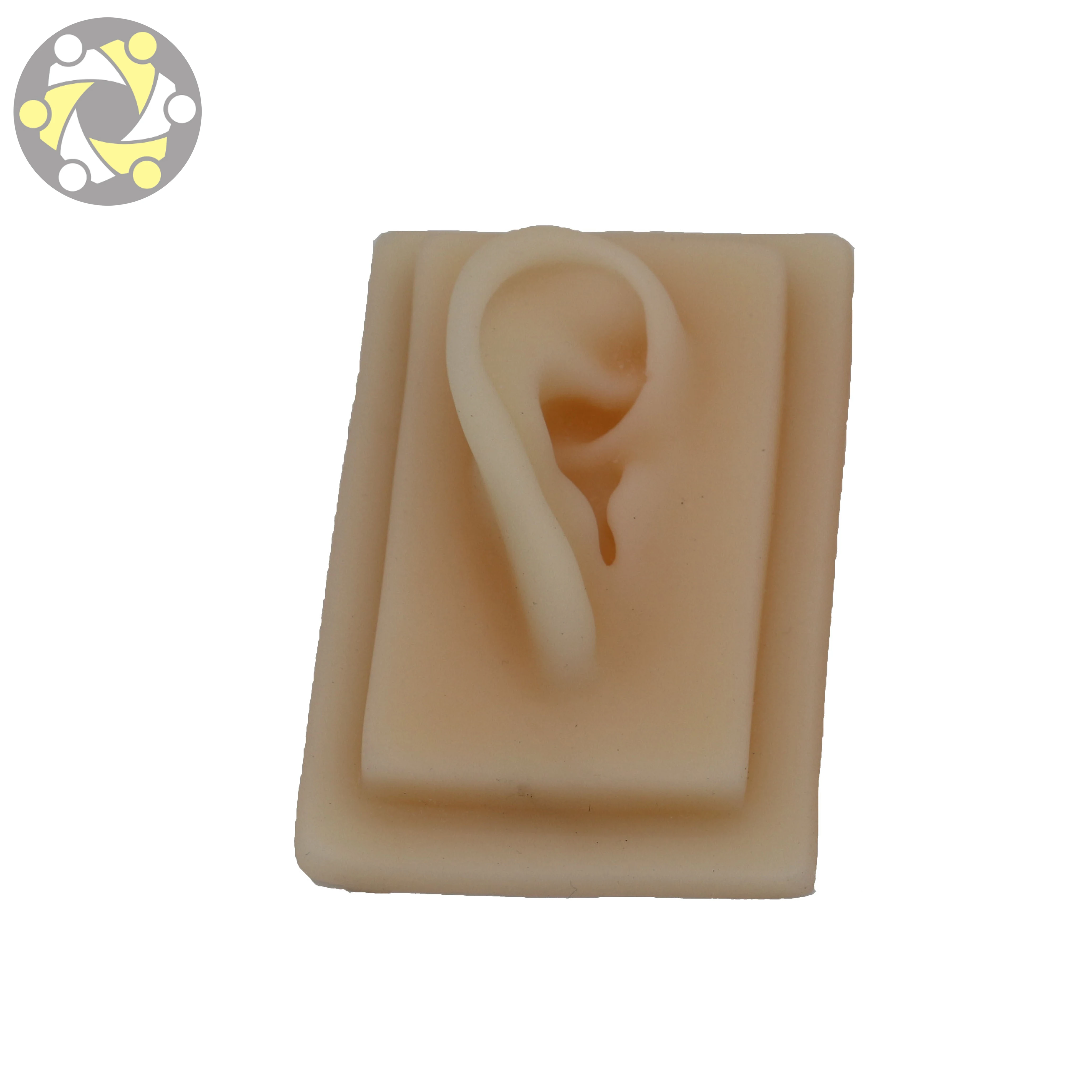 Human Anatomy 3D Flexible Silicone Ear Model Medical Science Training Model