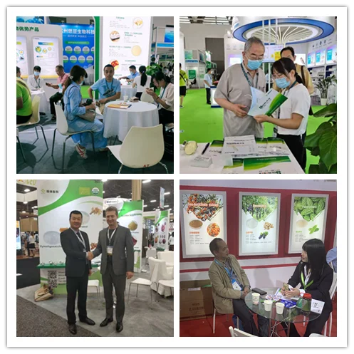 Best Price Olive Leaf Extract Oleanolic Acid Powder Maslinic Acid