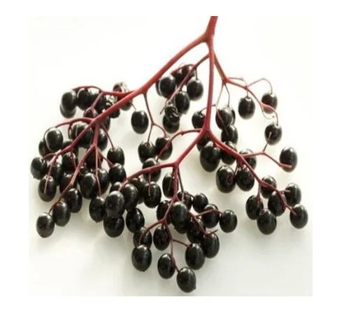 Экстракт Можжевельника Порошок экстракт Ягоды