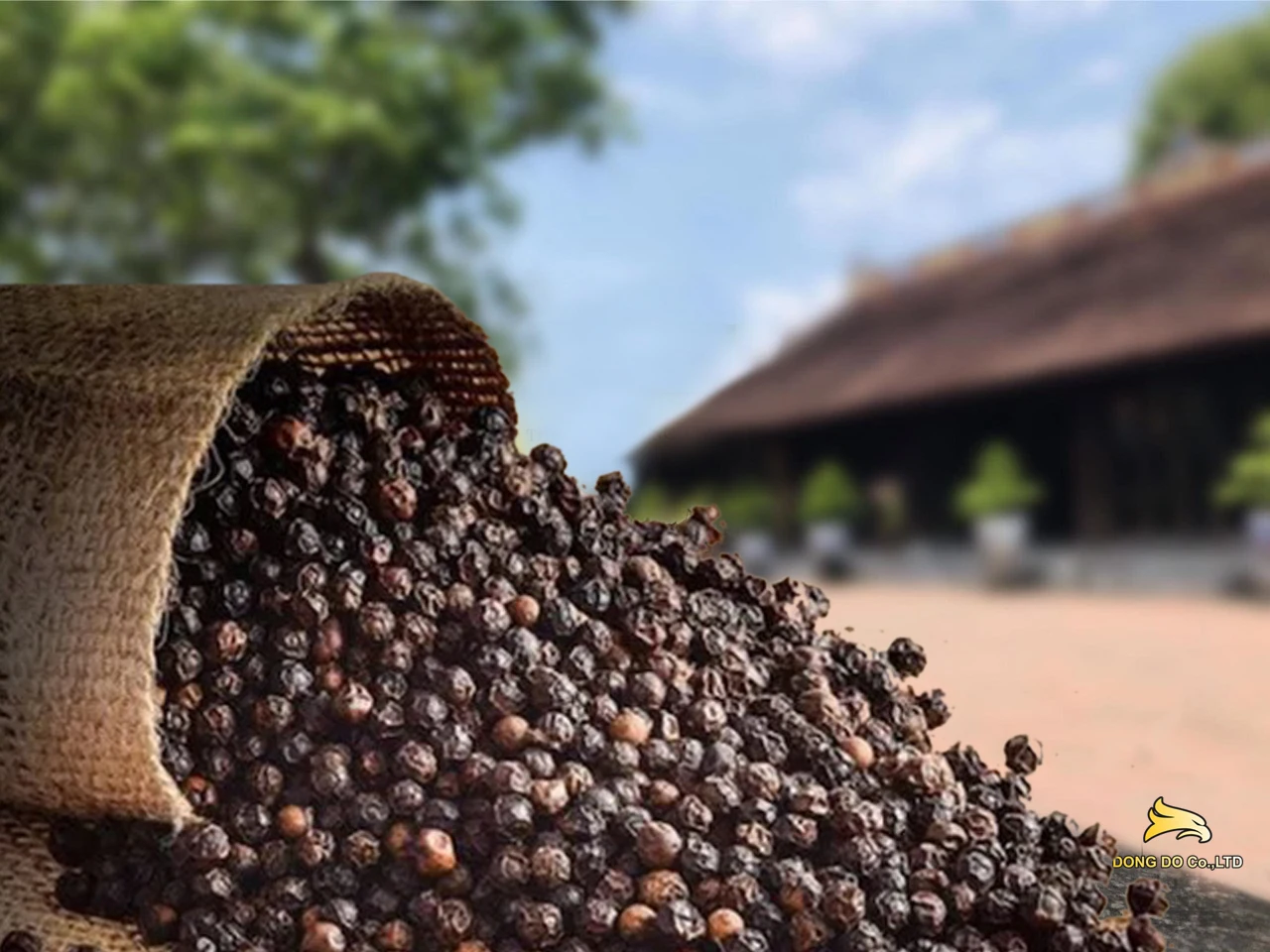 Specializing in supplying Black Pepper 550GL MC/FAQ/ASTA| for distribution companies around the world. Come to us dongdoexport