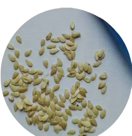 High yeild finger watermelon Mexican miniature watermelon seeds