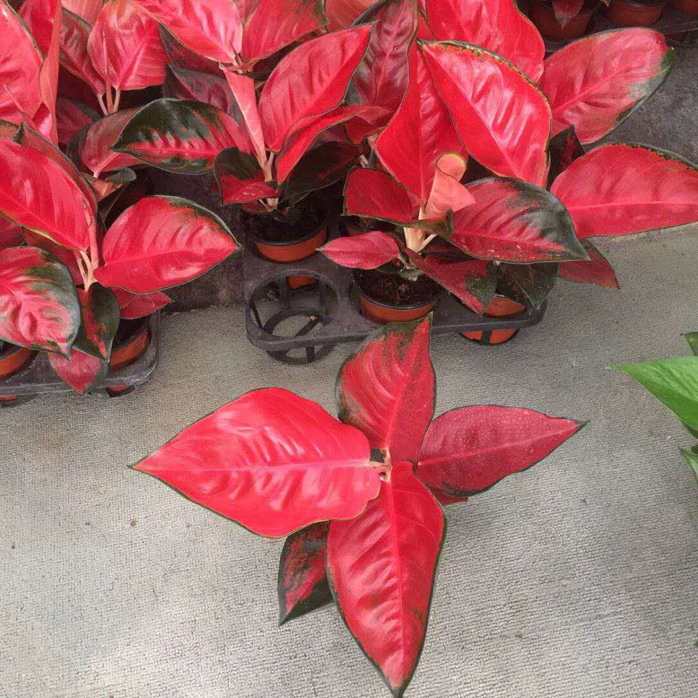 
 Красное растение Aglaonema в реальном времени, тайское красное уличное украшение aglaonema в продаже  