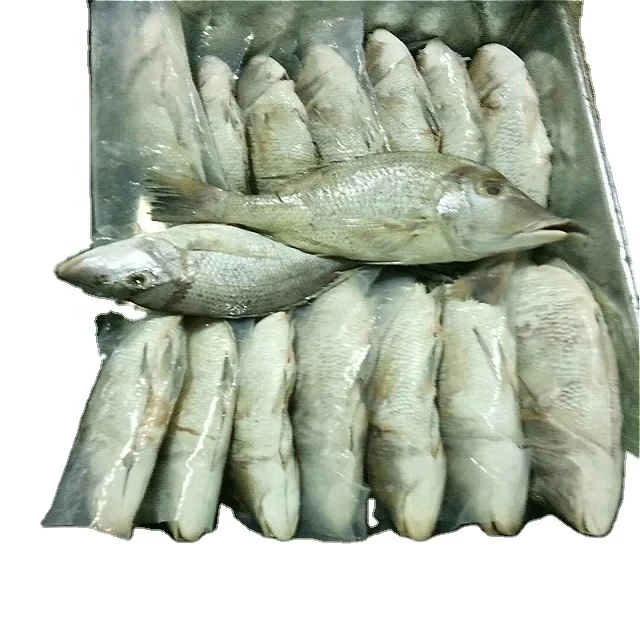 Wholesale Seafood Frozen Emperor Fish Good sale