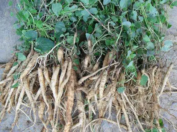 raw chinese herbs Radix codonopsis pilosula dang shen