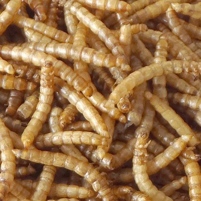 
100% Natural Pure Pet Food 400g Without Added Dried Mealworms For Wild Birds 