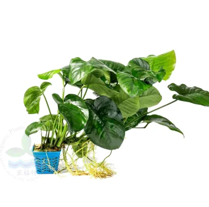 Маленькая квадратная чашка Anubias barteri var. Кофейная фолия настоящие растения для украшения аквариума