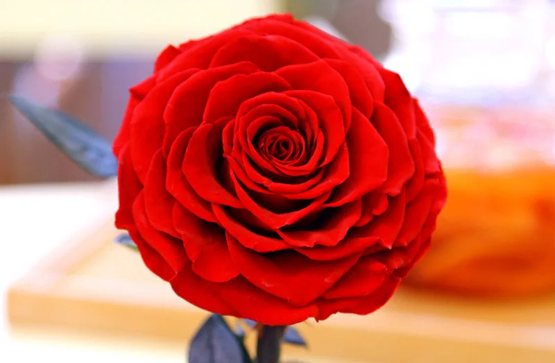 Wholesale Beauty Beast Enchanted Bella Rose preserved rose dome preserved rose in glass