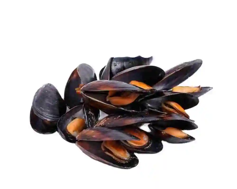 Distinctive Rich Sweet Taste (40-60 pcs/kg) Plain Bag Whole Frozen Cooked Blue Mussel With Label 2 lbs/pkt From Chile