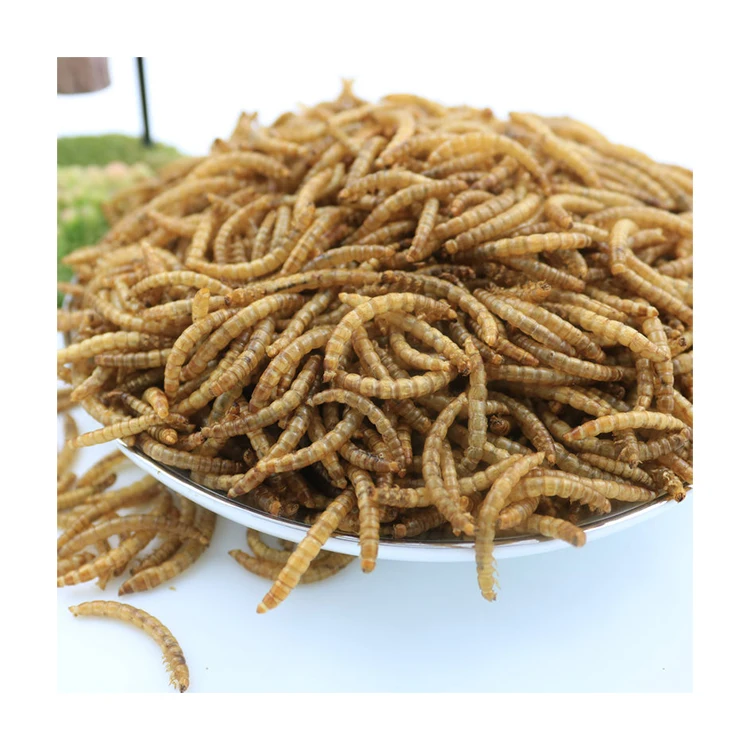 High Protein Larvae Dried Worm Dried Superworm Edible Insects