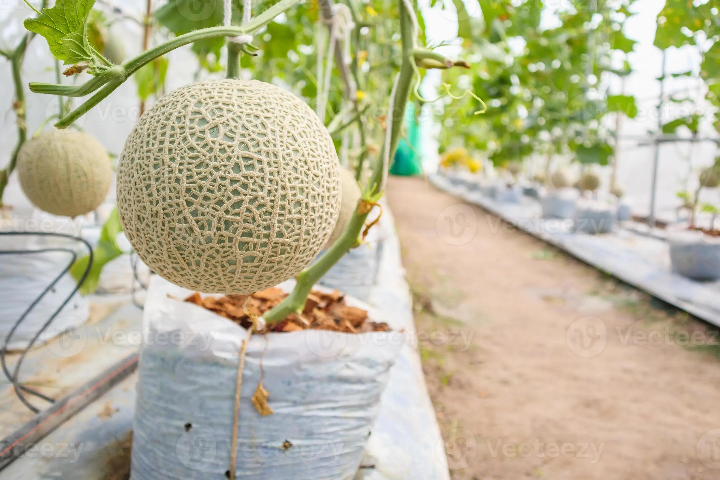 Agricultural Vertical Farming Singlespan Tunnel Greenhouse With Irrigation And Hydroponic Growing System