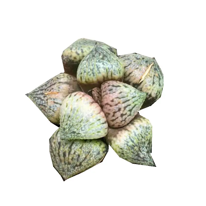 
Natural rare hotsellings Mini Succulent Haworthia picta Tougenko 