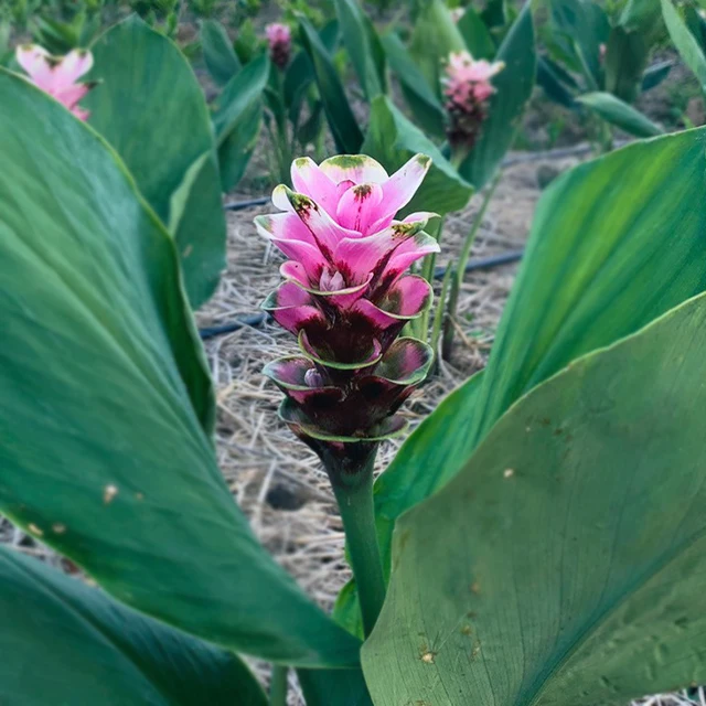 Beautiful Tropicals Plant Curcuma Flower or Thai Tulip Rhizomes from Thailand (Doitung 602)