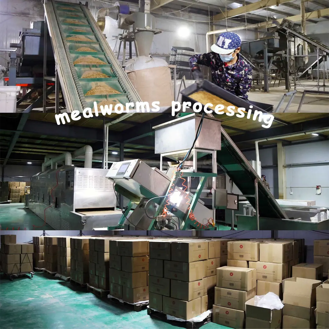 Dogs Application Dog Food