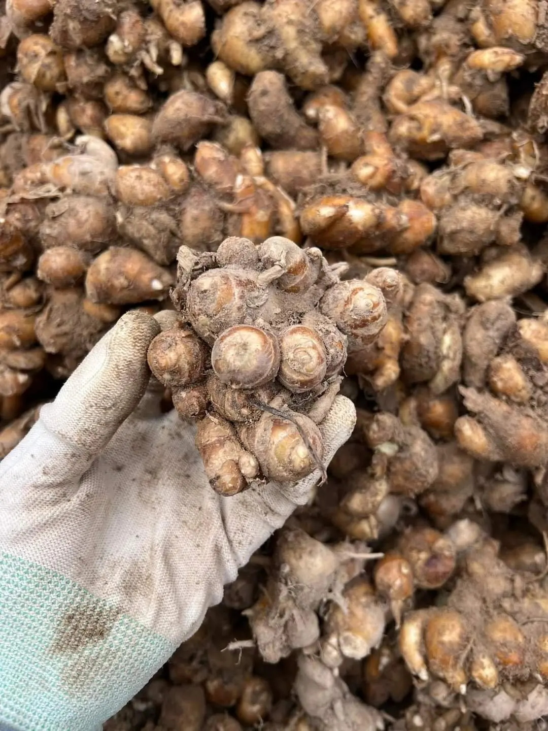 Best Sale High Quality 100% Natural SAND GINGER/KENCUR/AROMATIC GINGER Root Powder Food Best Price Bulk Buying Vietnam Market