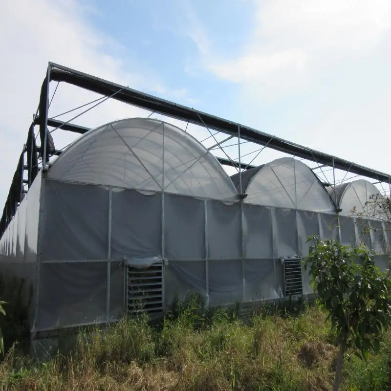 Manufactures multi span arch plastic film greenhouse hydroponic greenhouse  for vegetables with high quality