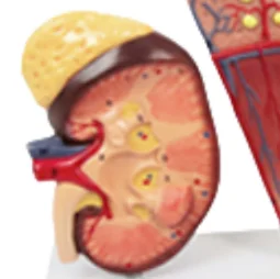ADA-A564B High quality Kidney Section W/Renal Nephron and Renal Coruscle, Enlrged1.5x, 60x, 350x Respevtively Human anatomy