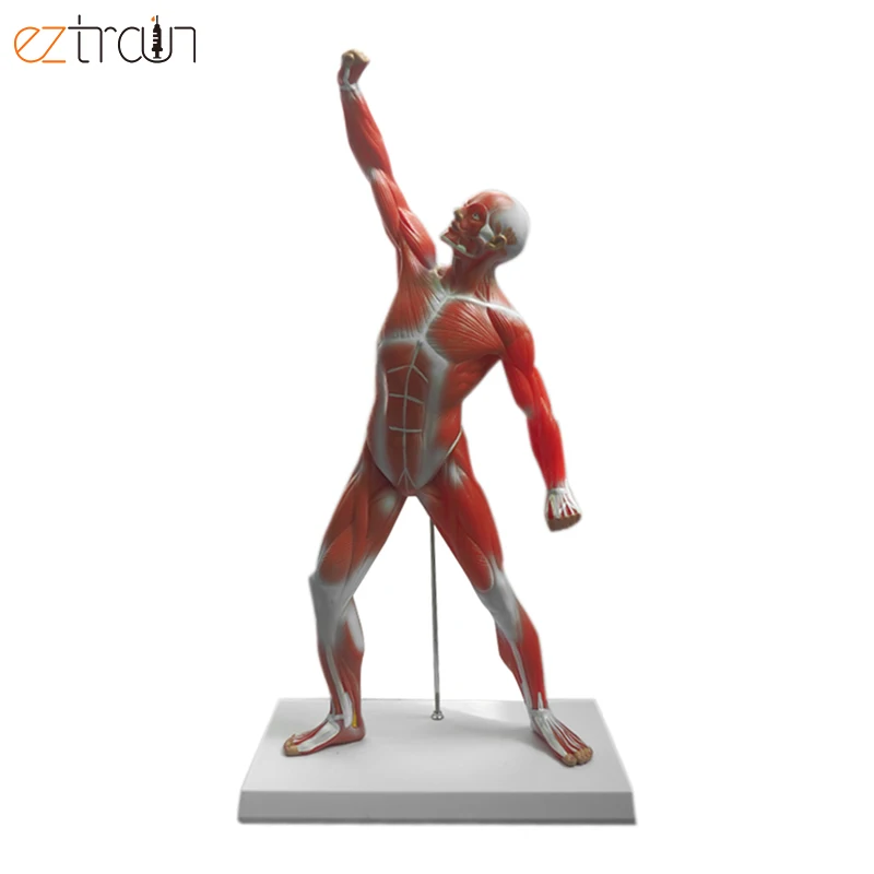 Medical Anatomical Model Human Torso Muscle Anatomy Teaching Model Medical Science Education Model