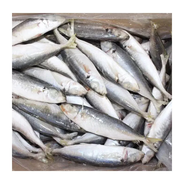 Hot Sale for Southeast Asia Frozen Round Scad Mackerel Fish with Stable Supply and Competitive Price