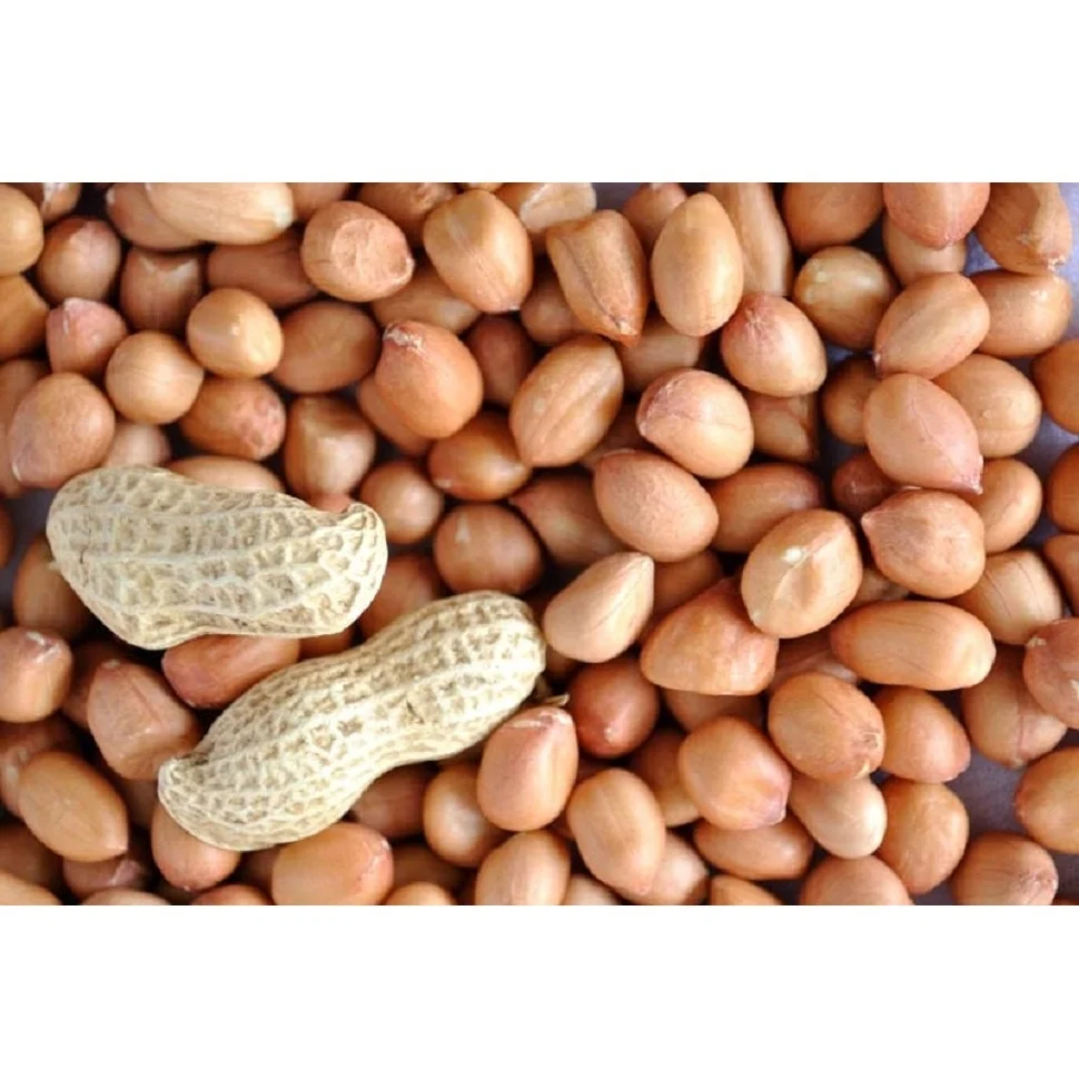 Top Grade Mungfali JAVA Peanut  Kernels Manufacturer Supplier Exporter From India With Best Quality Peanut