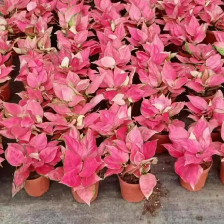 Ornamental plant bonsai  Arisaema heterophyllum Blume  red plants floliage plant Aglaonema