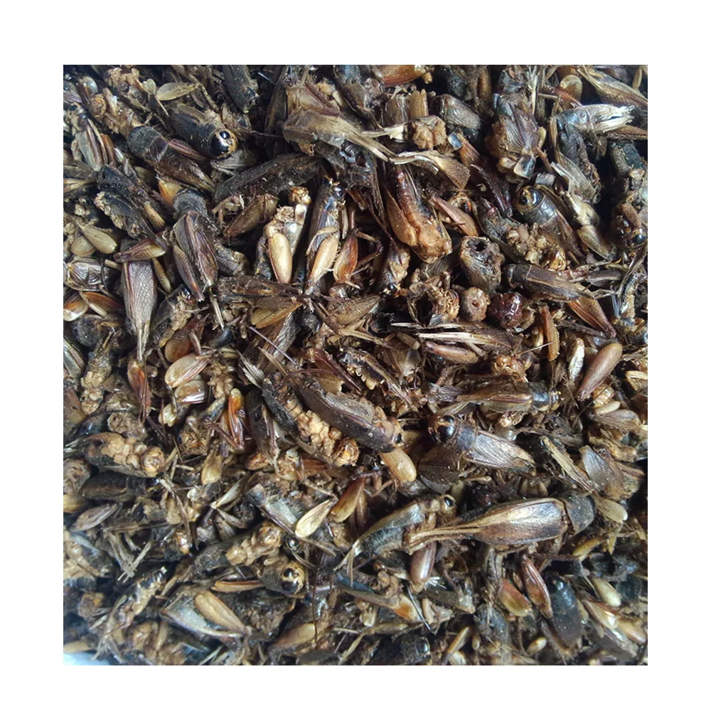 
China Manufacturer cheaper price natural Dried Crickets for reptilian 