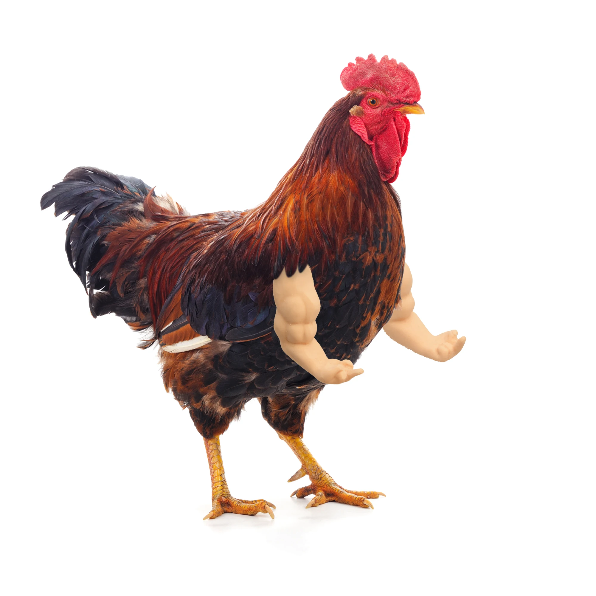 chicken arms to put on chickens toys - Fun and interactive toys for chickens to flex their muscles-- Middle Finger Style