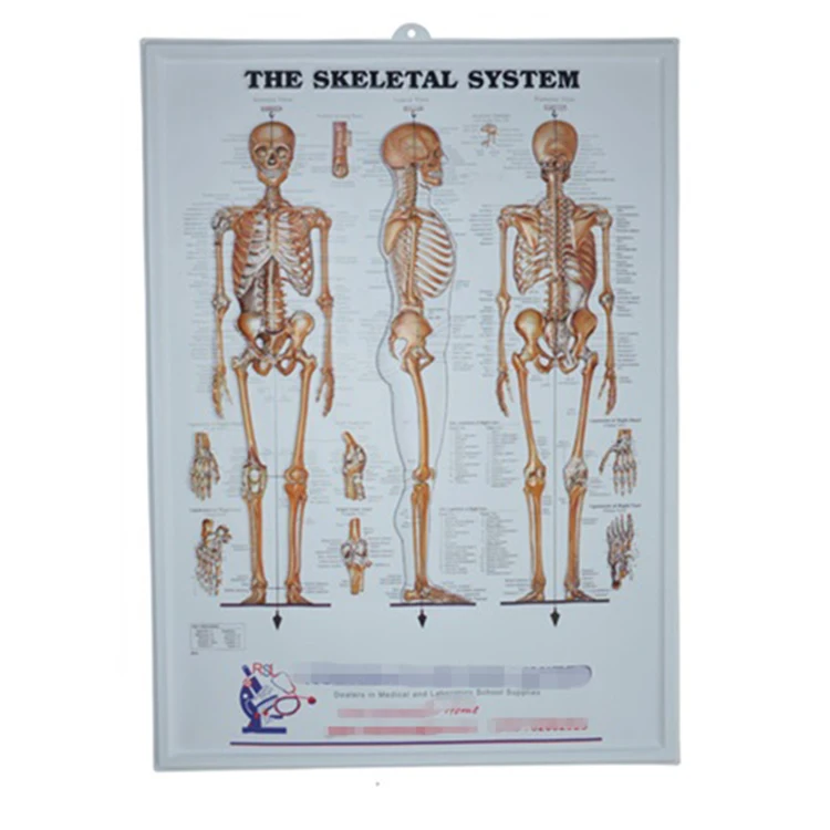 The Educational Plastic 3D Medical Urinary Tract Anatomical Wall Charts/Poster