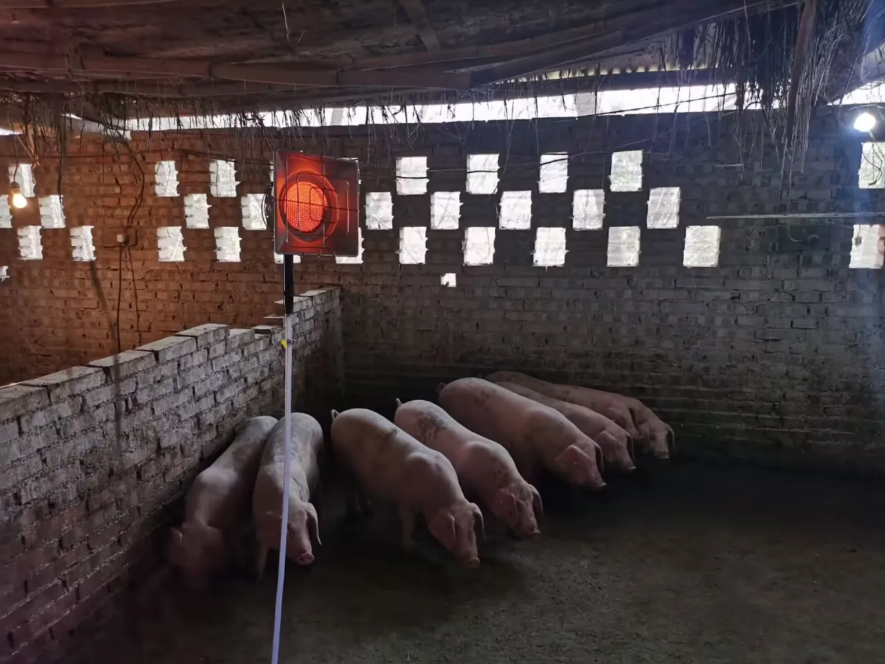 New THD2080 Poultry Gas Heater Chick Brooder Heater for Farms Restaurants Home Use Hotels