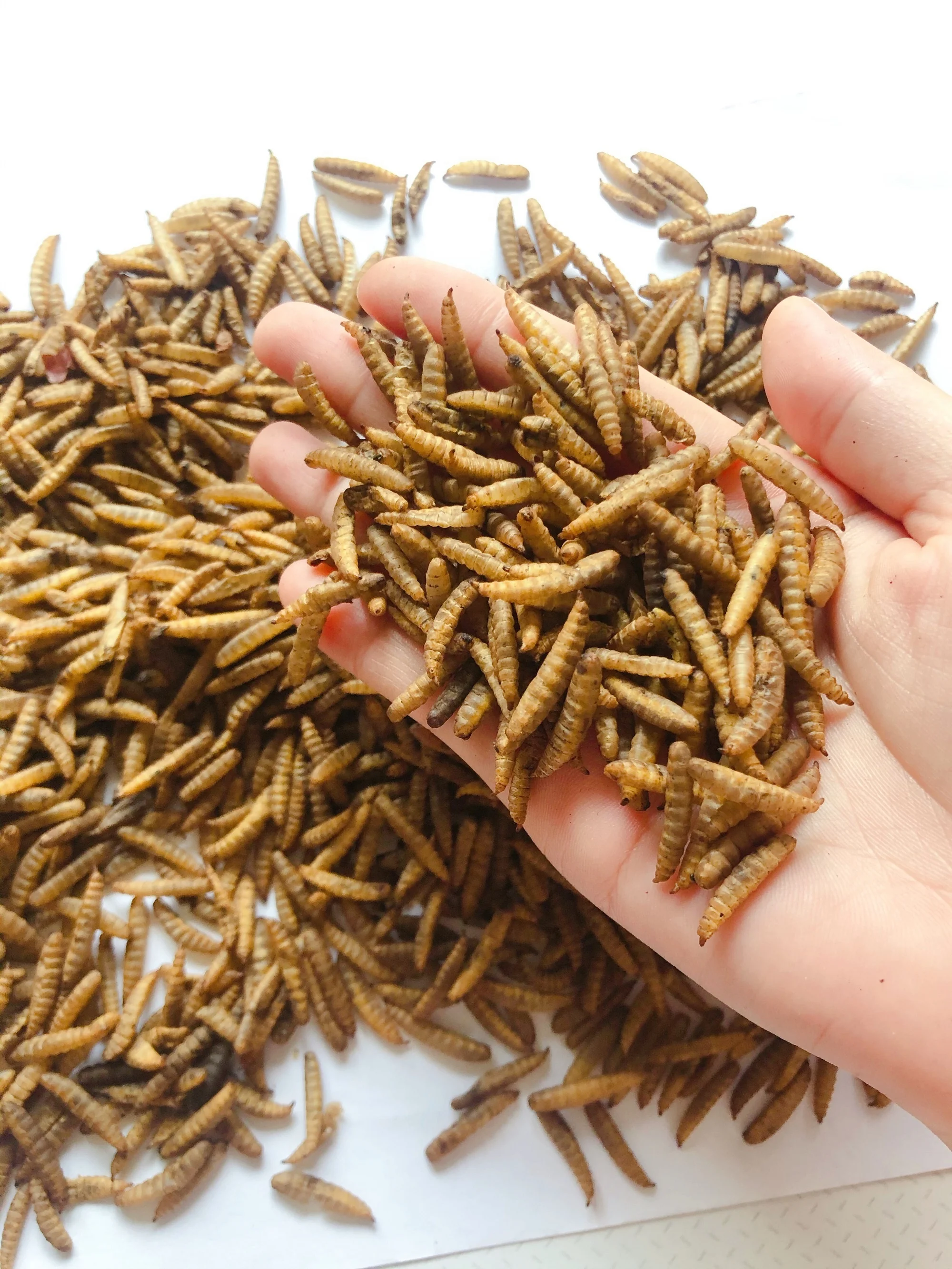 
1lb/5lb/10lb package chicken feed dried maggot microwave black soldier fly larvae 