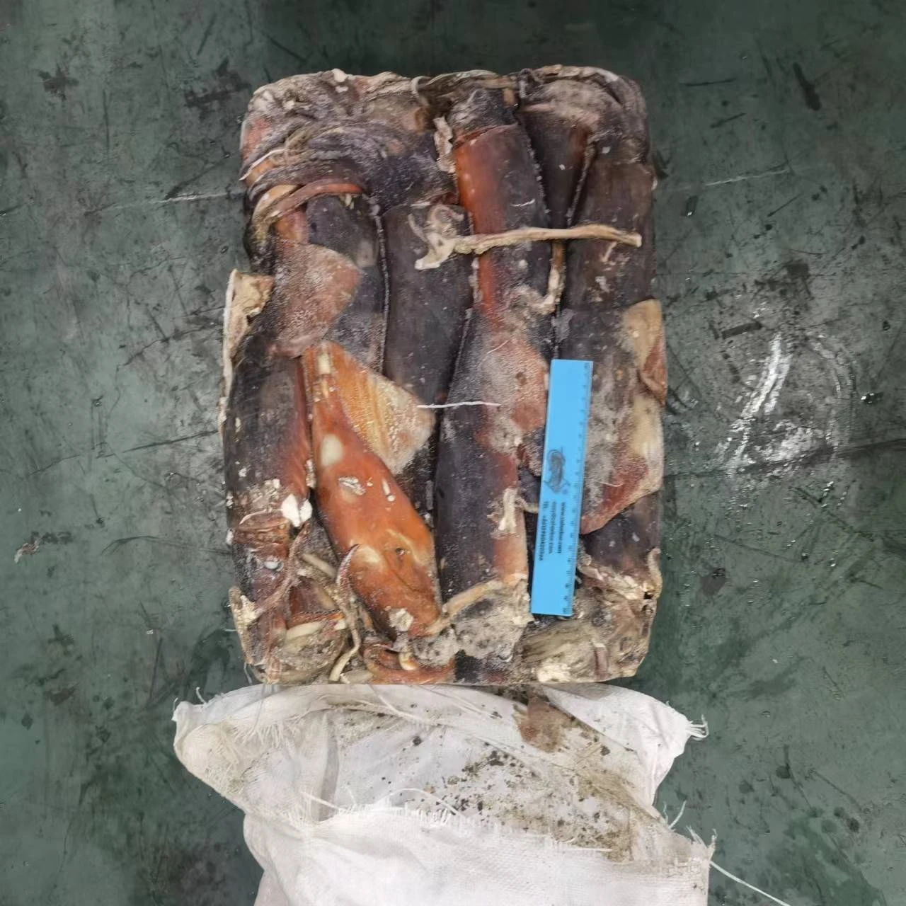 Frozen Giant Squid Whole