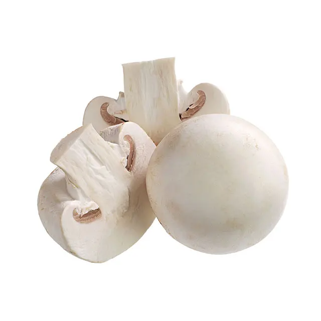 Factory Made Hybrid Oyster White Mushroom