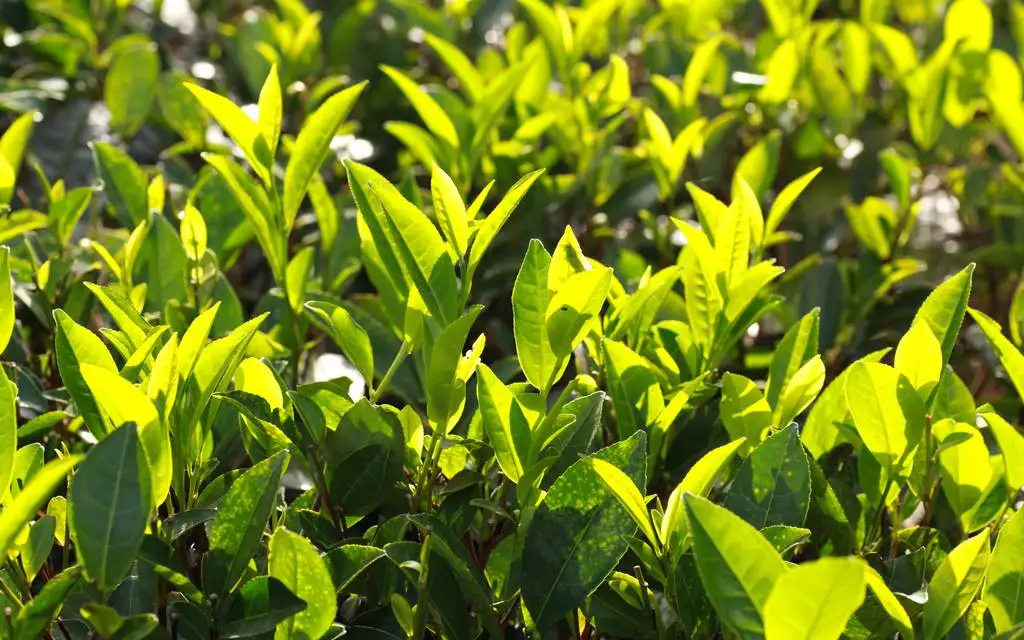 
green tea extract ( 80% Polyphenols & 50% EGCG) 