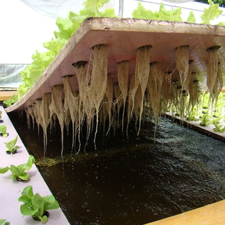 China Supplier High Tunnel Greenhouse Aquaponic System