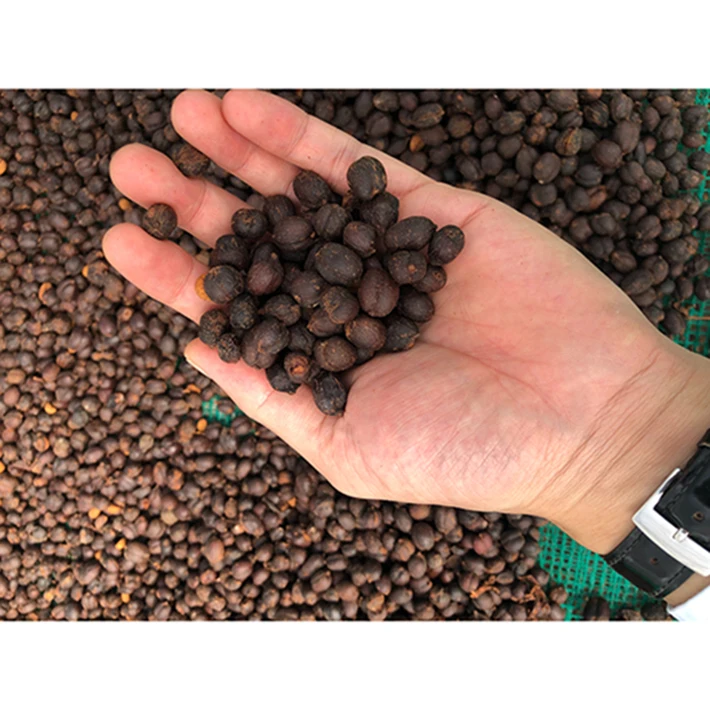 Aeroco managed strictly vietnam green coffee beans arabica roasted