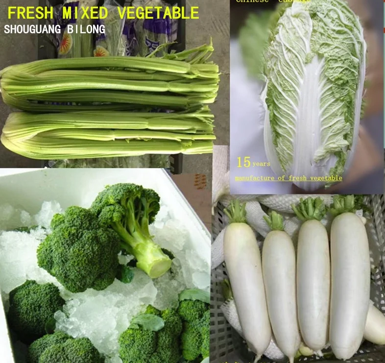 2022 GAP Chinese Fresh White radish direct manufacture  Shandong Xiamen new crop high quality