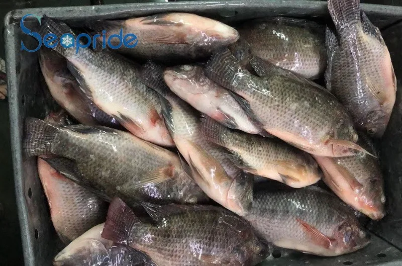Good Quality Live Farm Frozen Black Tilapia Exporters