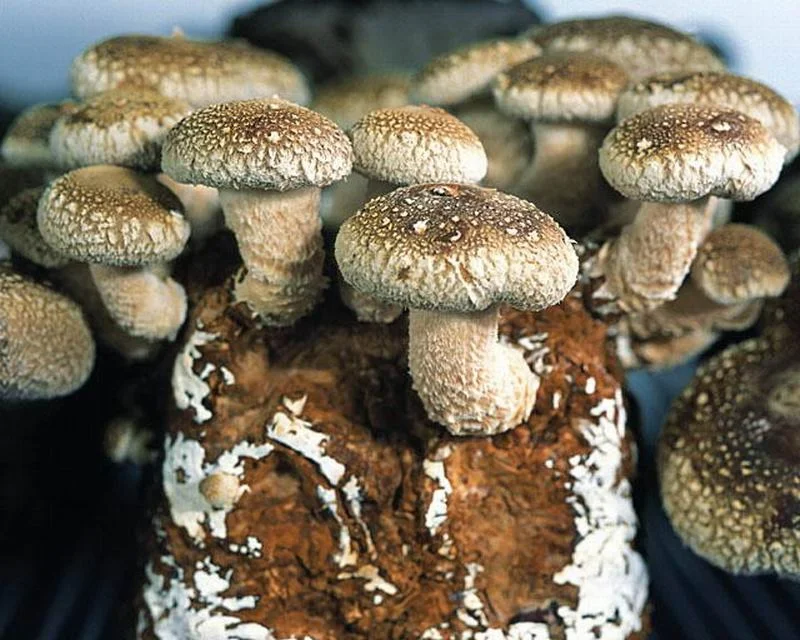 
Shiitake Mushroom Bulk Logs Spawn For Sale 