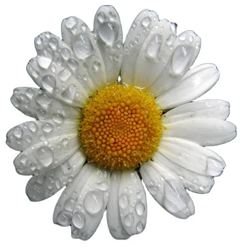 Dried Chamomile Flower  EU Standard Quality Chamomile Flower Tea